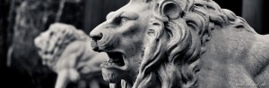 Angry Lion